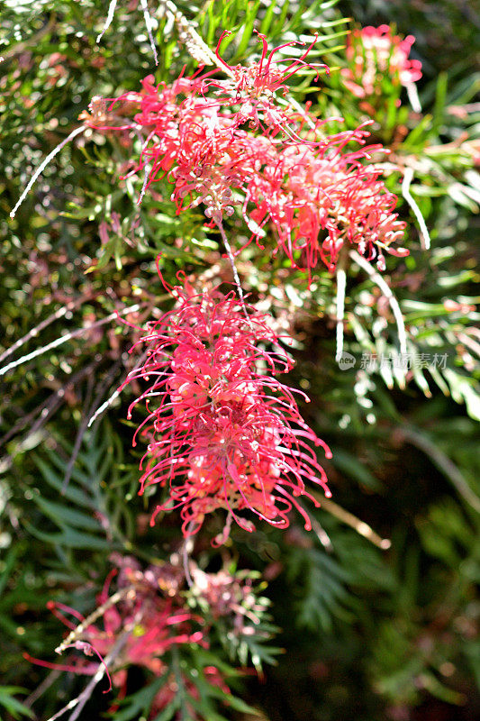 Grevillea Banksii /红色丝滑橡木花